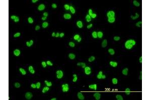 Image no. 4 for anti-Nuclear Factor I/C (CCAAT-Binding Transcription Factor) (NFIC) (AA 1-429) antibody (ABIN598836) (NFIC Antikörper  (AA 1-429))