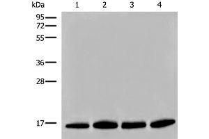 Western blot analysis of Human prostate tissue PC-3 A549 and TM4 cell lysates using HIST1H2BA Polyclonal Antibody at dilution of 1:500 (HIST1H2BA Antikörper)
