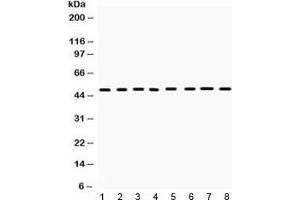 IHC-P: CD95 antibody testing of rat spleen tissue lysate (FAS Antikörper  (N-Term))