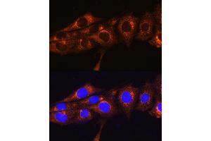 Immunofluorescence analysis of NIH/3T3 cells using FREM2 Rabbit pAb (ABIN7267260) at dilution of 1:100.