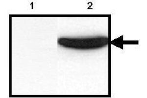 Western Blotting (WB) image for anti-His Tag antibody (ABIN126947) (His Tag Antikörper)