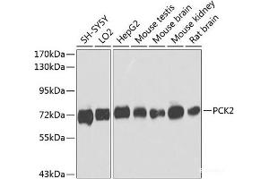 Western blot analysis of extracts of various cell lines using PCK2 Polyclonal Antibody at dilution of 1:1000. (PEPCK Antikörper)