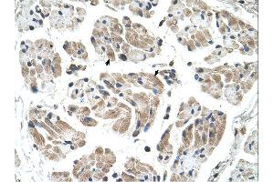 Immunohistochemistry (IHC) image for anti-Carbohydrate (Keratan Sulfate Gal-6) Sulfotransferase 1 (CHST1) (N-Term) antibody (ABIN310684) (CHST1 Antikörper  (N-Term))