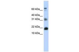 Image no. 1 for anti-BUD31 Homolog (BUD31) (N-Term) antibody (ABIN6740544) (BUD31 Antikörper  (N-Term))