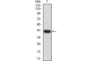 Western blot analysis using ADAP1 mAb against human ADAP1 (AA: 240-370) recombinant protein.