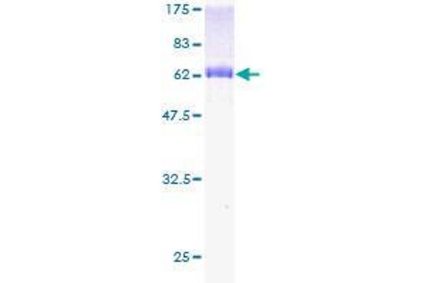 WDR45 Protein (AA 1-360) (GST tag)