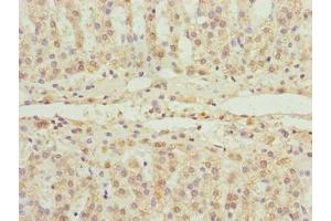 Immunohistochemistry of paraffin-embedded human adrenal gland tissue using ABIN7152521 at dilution of 1:100 (FAD Synthetase Antikörper  (AA 1-490))