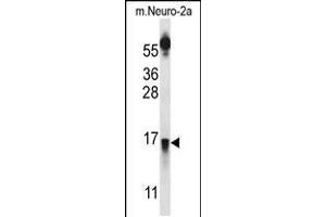 Western blot analysis in mouse Neuro-2a cell line lysates (35ug/lane). (PRLH Antikörper  (AA 27-56))