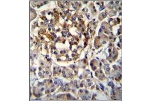 Immunohistochemistry analysis in Formalin Fixed, Paraffin Embedded Human pancreas tissue stained with SEC14L5 antibody (Center) followed by peroxidase conjugation of the secondary antibody and DAB staining. (SEC14L5 Antikörper  (Middle Region))