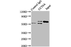 Immunoprecipitating CCT6A in Hela whole cell lysate Lane 1: Rabbit control IgG instead of ABIN7171432 in Hela whole cell lysate. (CCT6A Antikörper  (AA 80-250))