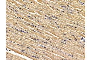 ABIN7096174 and ABIN7100236 at 1/100 staining rat muscle tissue by IHC-P.