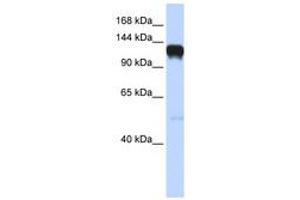 Image no. 1 for anti-EPH Receptor A5 (EPHA5) (AA 792-841) antibody (ABIN6741451) (EPH Receptor A5 Antikörper  (AA 792-841))