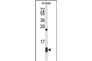 Western blot analysis of HBA2 Antibody in mouse liver tissue lysates (35ug/lane)