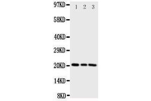 Western Blotting (WB) image for anti-Phosphatidylethanolamine Binding Protein 1 (PEBP1) (AA 15-29), (N-Term) antibody (ABIN3044276) (PEBP1 Antikörper  (N-Term))