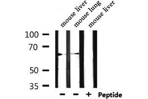 Western blot analysis of extracts from mouse liver,mouse lung, using LINGO2 Antibody. (LINGO2 Antikörper  (Internal Region))