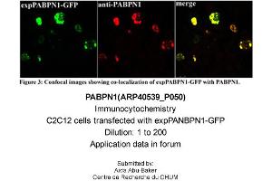 Immunocytochemistry -- Sample Type: C2C12 cells transfected with expPANBPN1-GFPDilution: 1:200 (PABPN1 Antikörper  (N-Term))