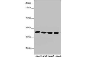 Western blot All lanes: MTX2 antibody at 4. (MTX2 Antikörper  (AA 1-263))