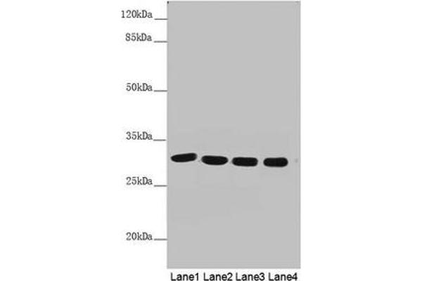 MTX2 anticorps  (AA 1-263)