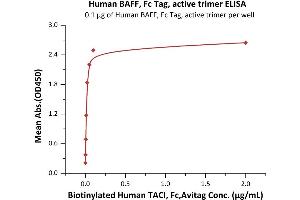 Immobilized Human BAFF, Fc Tag, active trimer (ABIN6972950) at 1 μg/mL (100 μL/well) can bind Biotinylated Human TACI, Fc,Avitag (ABIN5954907,ABIN6253586) with a linear range of 0. (BAFF Protein (AA 140-285) (Fc Tag))