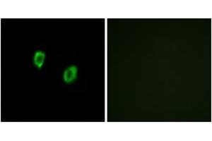 Immunofluorescence analysis of COS7 cells, using OR51F1 Antibody. (OR51F1 Antikörper  (AA 269-318))