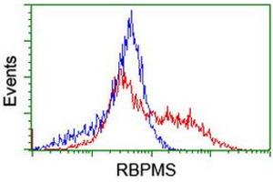 Image no. 2 for anti-RNA Binding Protein with Multiple Splicing (RBPMS) antibody (ABIN1500641) (RBPMS Antikörper)