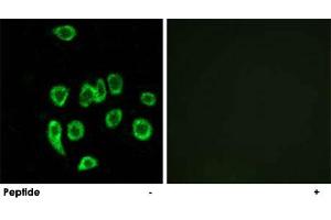Immunofluorescence analysis of A-549 cells, using MRPL32 polyclonal antibody . (MRPL32 Antikörper)