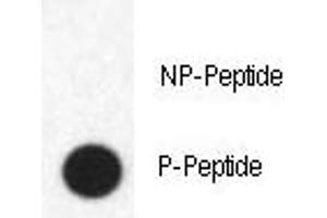 Dot blot analysis of phospho-FABP4 antibody. (FABP4 Antikörper  (pTyr20))