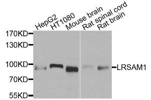 Western blot analysis of extracts of various cell lines, using LRSAM1 antibody. (LRSAM1 Antikörper  (AA 1-290))