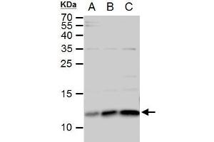 WB Image ERH antibody detects ERH protein by western blot analysis. (ERH Antikörper  (Center))