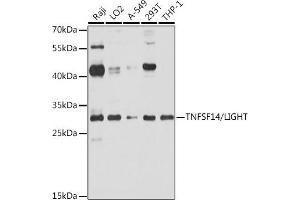 Western blot analysis of extracts of various cell lines, using TNFSF14/LIGHT antibody (ABIN6131288, ABIN6149345, ABIN6149346 and ABIN6219165) at 1:1000 dilution.