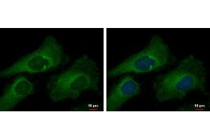 Immunofluorescence (IF) image for anti-Mucin 2, Oligomeric Mucus/gel-Forming (MUC2) (C-Term) antibody (ABIN2854828)