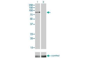Western blot analysis of RPS6KA2 over-expressed 293 cell line, cotransfected with RPS6KA2 Validated Chimera RNAi (Lane 2) or non-transfected control (Lane 1).