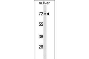 FXR1 Antibody (N-term) (ABIN1881357 and ABIN2839037) western blot analysis in mouse liver tissue lysates (35 μg/lane).