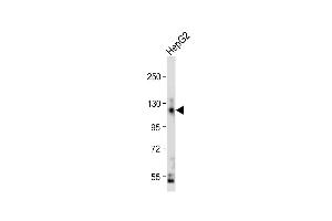 Anti-CEAC Antibody (N-term) at 1:2000 dilution + HepG2 whole cell lysate Lysates/proteins at 20 μg per lane. (CEACAM5 Antikörper  (N-Term))