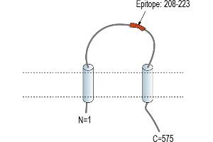 Representative domain view of the target of ABIN7885615. (TMEM108 Antikörper  (Extracellular Loop))