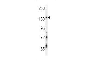 GPRASP1 Antibody (C-term) (ABIN652013 and ABIN2840496) western blot analysis in Jurkat cell line lysates (35 μg/lane).