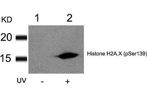 Western blot analysis of extracts from HT29 cells untreated(lane 1) or treated with UV(lane 2) using Histone H2A. (H2AFX Antikörper  (pSer139))