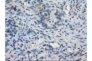 Image no. 9 for anti-P450 (Cytochrome) Oxidoreductase (POR) antibody (ABIN1497743) (POR Antikörper)