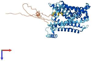 SLC7A8 Protein (AA 1-535) (His tag)