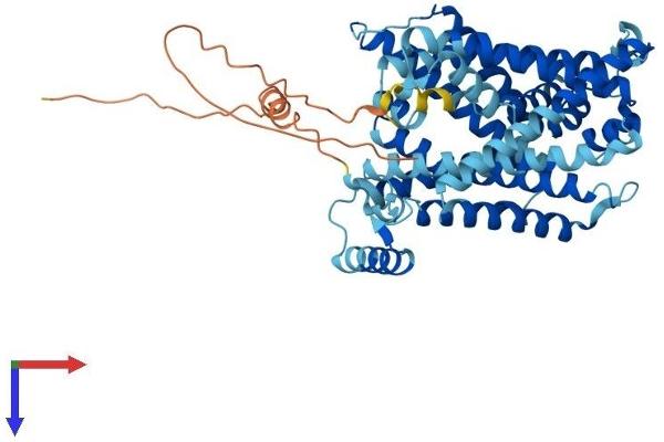 SLC7A8 Protein (AA 1-535) (His tag)