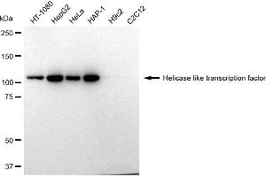 Western blotting analysis using Helicase like transcription factor antibody (ABIN7798880).