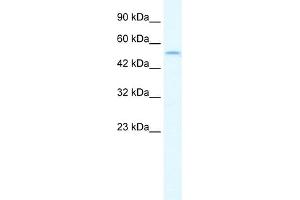 WB Suggested Anti-IRF8 Antibody Titration:  1. (IRF8 Antikörper  (N-Term))