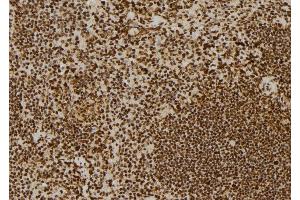 ABIN6278728 at 1/100 staining Mouse spleen tissue by IHC-P.