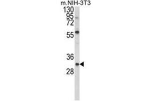 Western blot analysis of GDNF Antibody (N-term) in NIH-3T3 cell line lysates (35ug/lane).