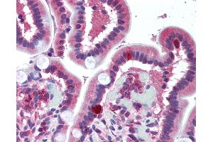 Anti-FPR1 antibody IHC of human small intestine.