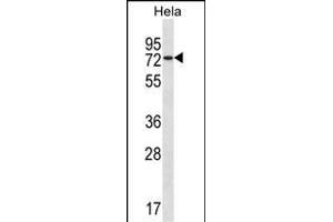 USP39 Antibody (Center) (ABIN1538151 and ABIN2850134) western blot analysis in Hela cell line lysates (35 μg/lane). (USP39 Antikörper  (AA 237-265))