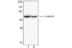 Western Blotting (WB) image for anti-Tubulin, gamma (TUBG) antibody (ABIN2666377) (gamma Tubulin Antikörper)