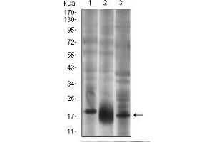 Fig. (CD90 Antikörper  (AA 17-132))