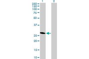 Western Blot analysis of HES6 expression in transfected 293T cell line by HES6 MaxPab polyclonal antibody. (HES6 Antikörper  (AA 1-224))