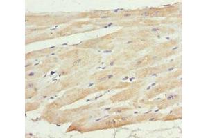 Immunohistochemistry (IHC) image for anti-Metaxin 2 (MTX2) (AA 1-263) antibody (ABIN7159567)